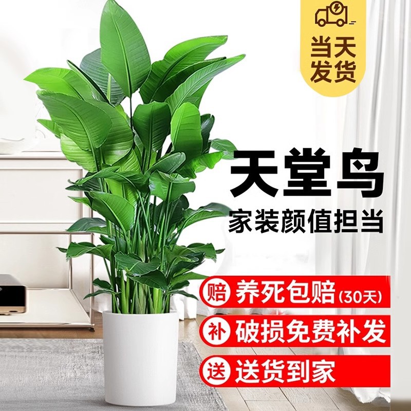 天堂鸟客厅绿植盆栽室内旺宅大型办公室耐阴植物鹤望兰好养活花卉