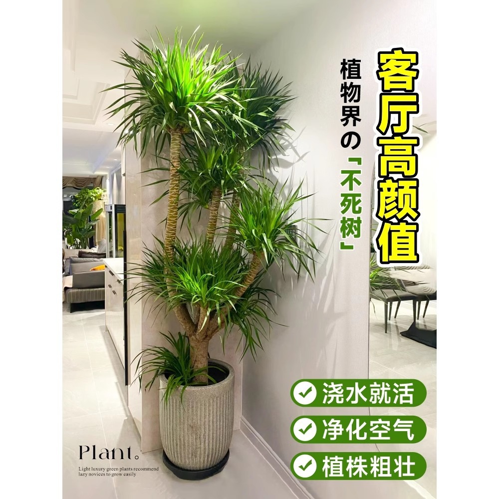 龙血树客厅绿植室内大型多头龙须树龙铁树客厅绿植龙血树植物盆栽