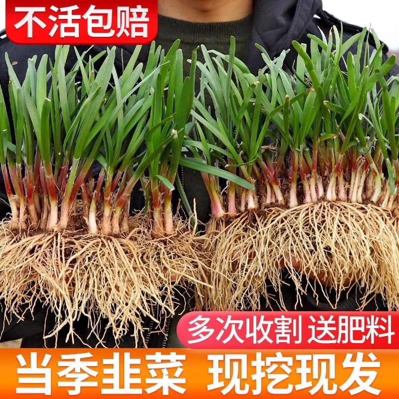【头茬现挖】紫根韭菜根苗批发宽叶紫红根本地香韭菜家庭阳台好养