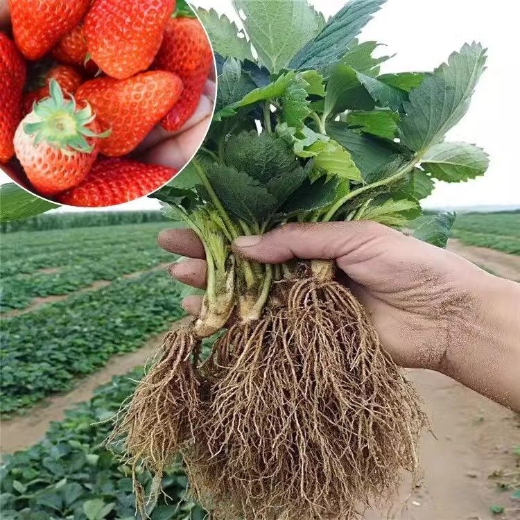 四季草莓苗奶油红颜草莓秧大棚种植草莓盆栽当年结果新苗带土果苗